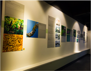 中國(guó)蟲(chóng)草博物館